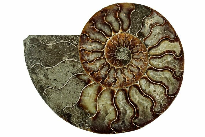Cut & Polished Ammonite Fossil (Half) - Madagascar #329189